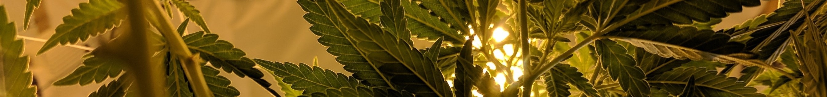 weedmax bg